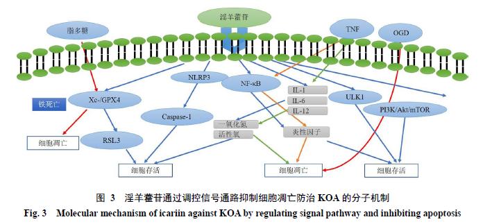 最新骨命测算，揭示人生轨迹与潜能的奥秘