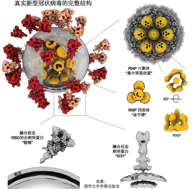 最新冠病毒起源研究，探寻病毒源头与演变之路