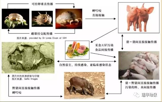 最新瘟情状况分析