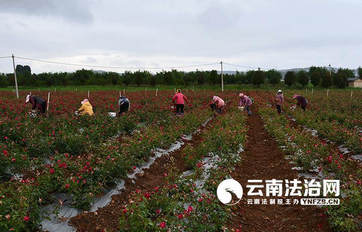 宣威板桥最新动态，发展与创新并进的乡村面貌