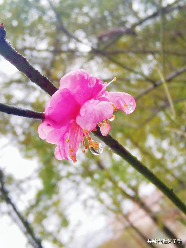 花雨春录，最新章节的绽放与感悟